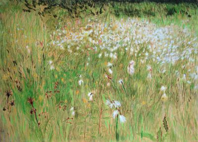 Christine Dockhorn: Baumwollgras. 2014, Pastellzeichnung, 50 x 70 cm