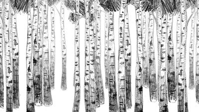 Martha Damus: Birkenwald, 2015, gezeichnete Animation (Screenshot)