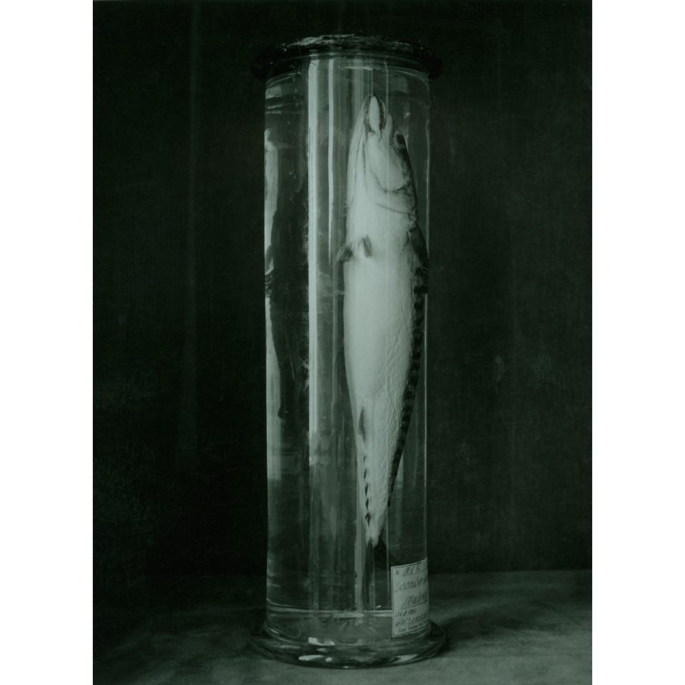 Ingar Krauss: o.T. aus der Serie FISCHE. Rostock 2021, Silbergelatine-Handabzug auf Barytpapier