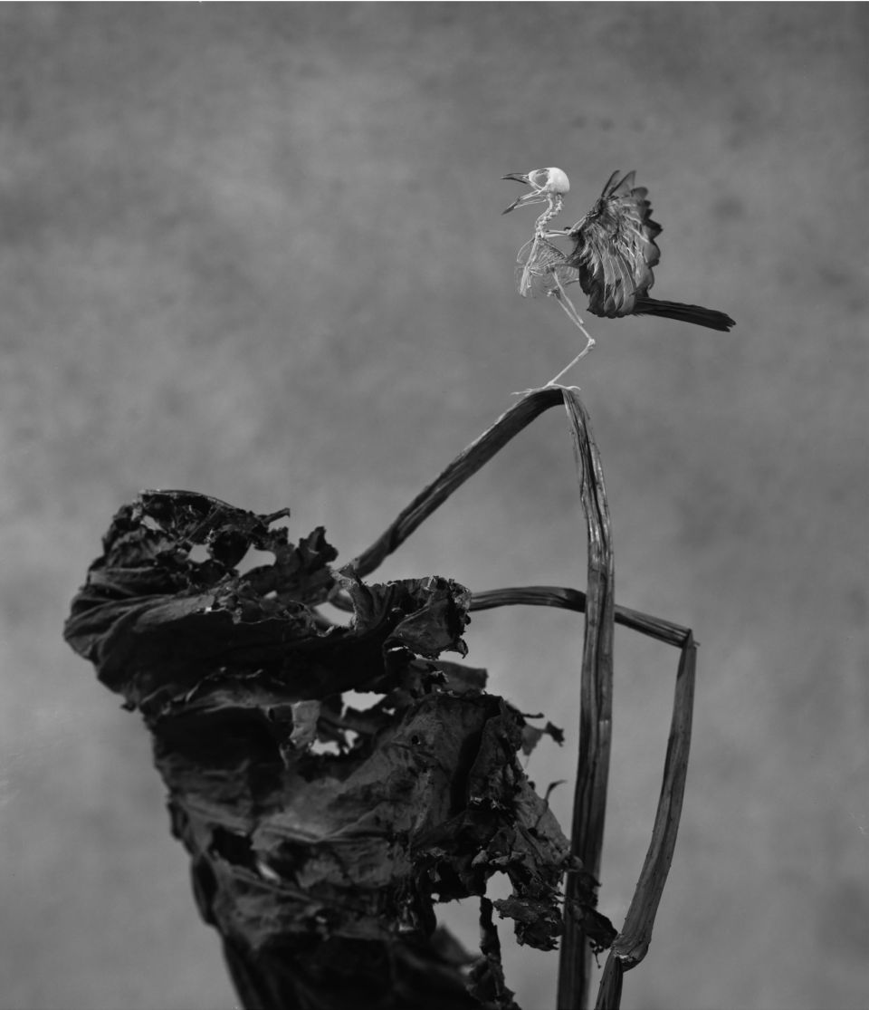 Ming Ye: Lies No.0307. 2013-2014, Silbergelatinedruck, 60x50 cm