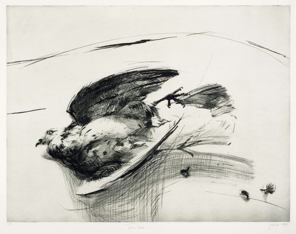 Markusz Schöne: Die Taube, Kaltnadelradierung 1/3, 1991, 50x65 cm, 61,5x77 cm Blatt (540,00 €)