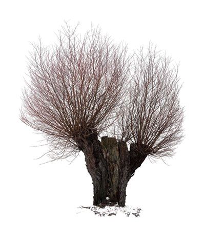 Andre van Uehm: Weide. 2015